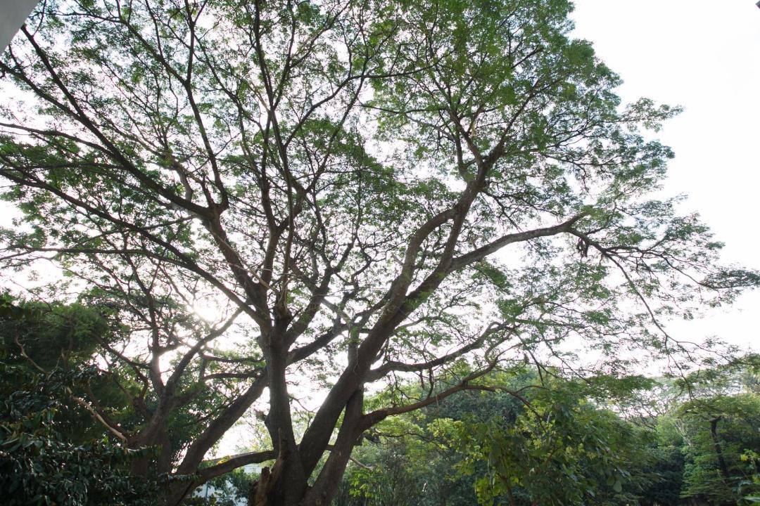 Photo of Others in Chang Phueak