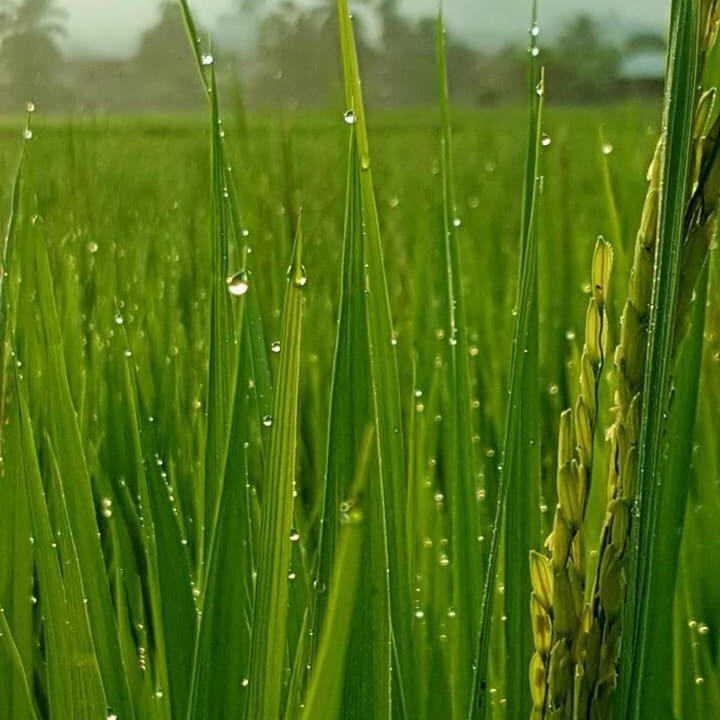 Photo of Others in Pua
