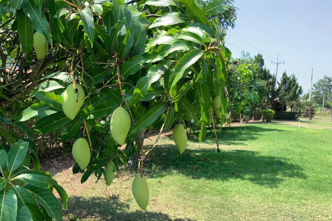 Photo of Others in Wang Nam Khiao