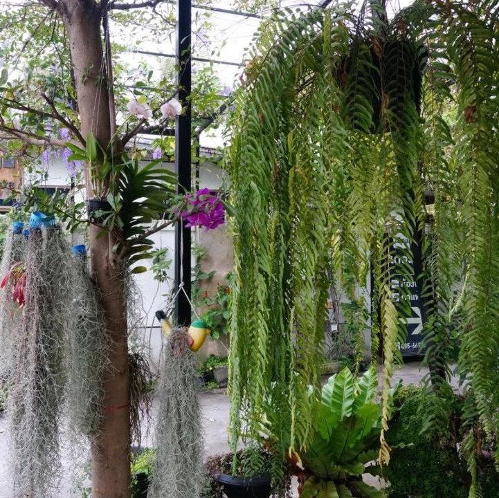 Photo of Others in Mak Khaeng