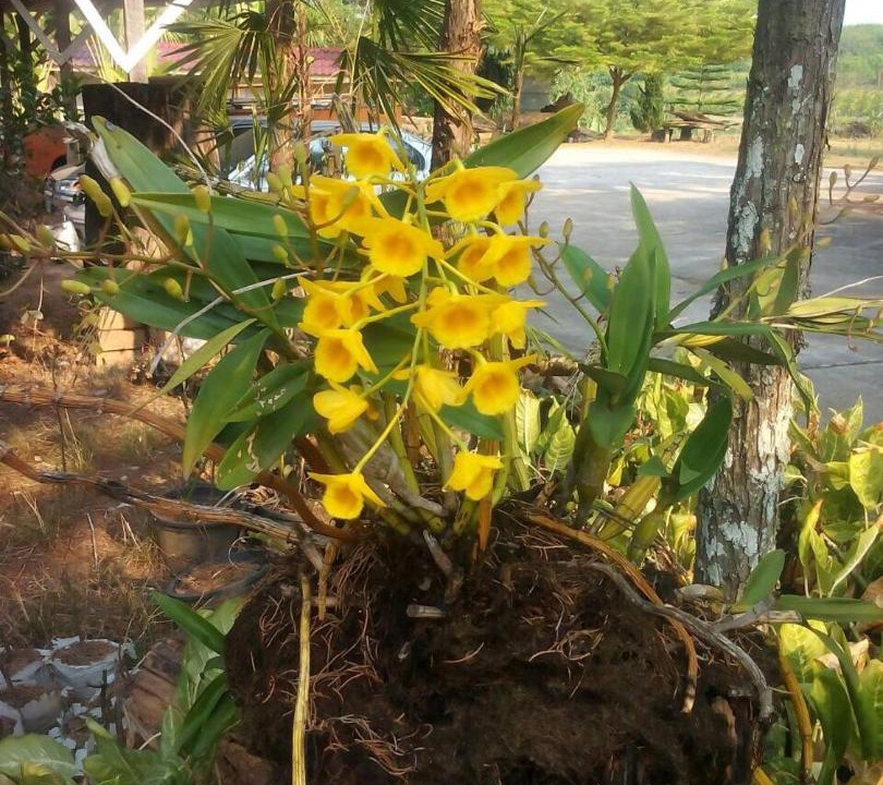 Photo of Others in Phu Ruea